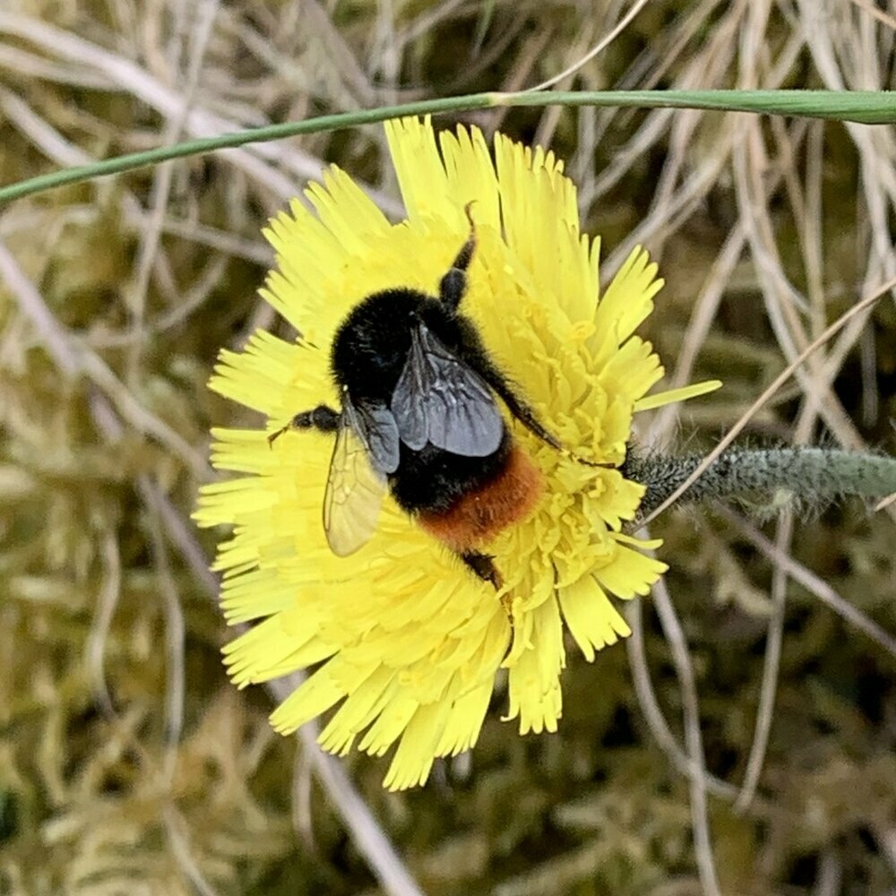 bumble bee (red tailed?)
