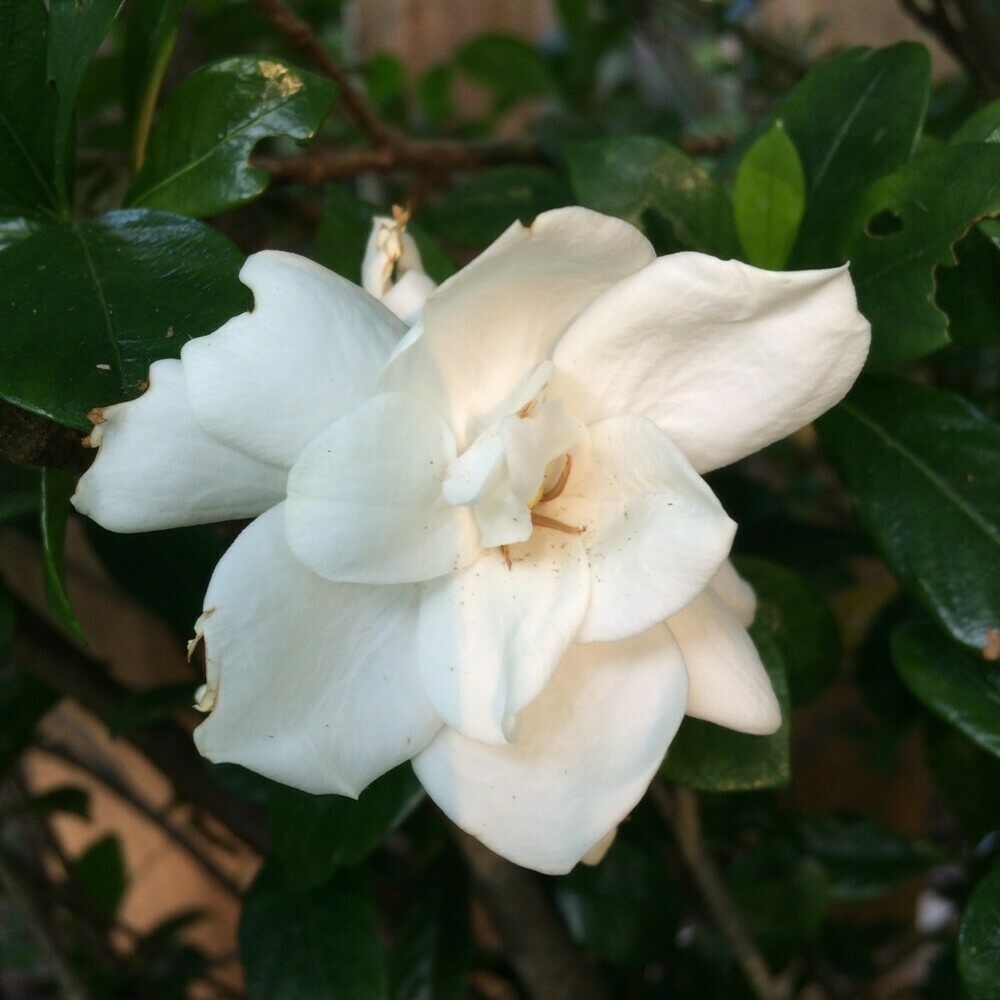 Photo of a gardenia flower slightly illuminated by late afternoon sun