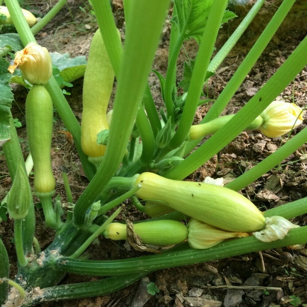 Photo of several small yellow squash growing on the vine