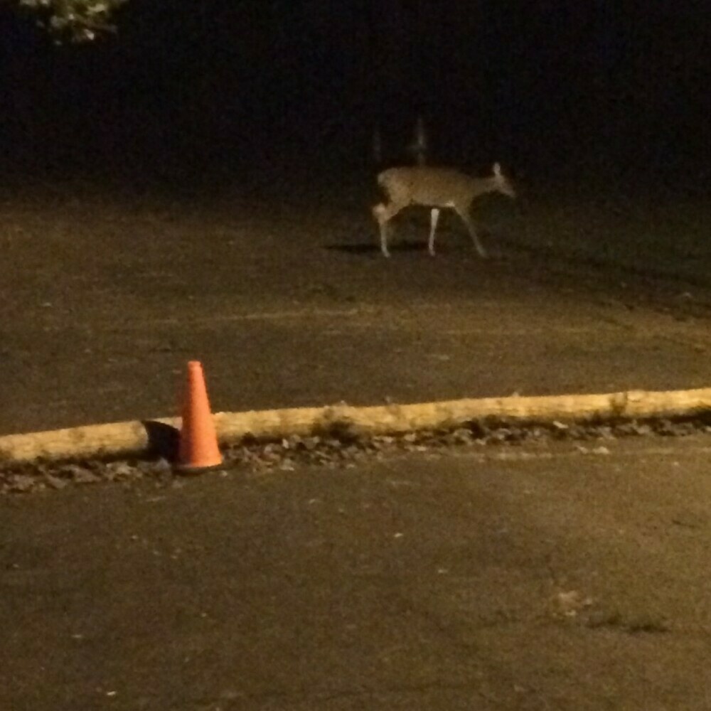 Photo of an adult deer crossing the street.