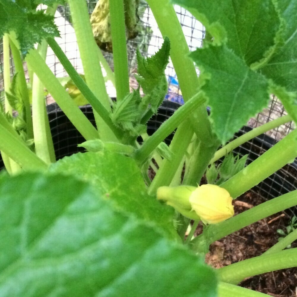 Photo of a yellow squash growing behind its flower, September 10, 2018