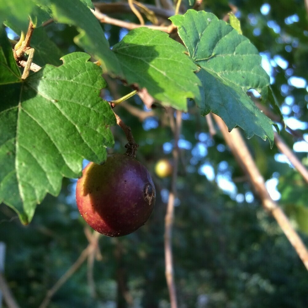 Photo of a muscadine, September 6, 2018