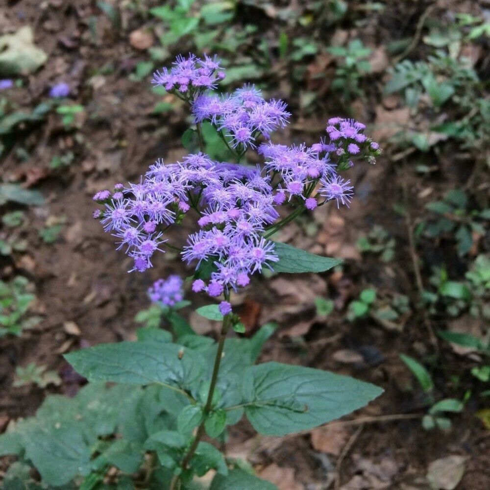 Photo of a purple flowering weed near the Yellow River, September 10, 2018