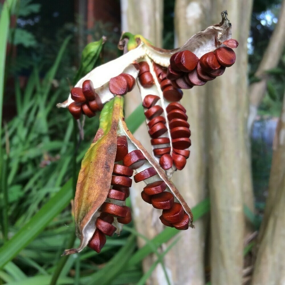 Photo of open Dutch iris seed pods, September 6, 2018