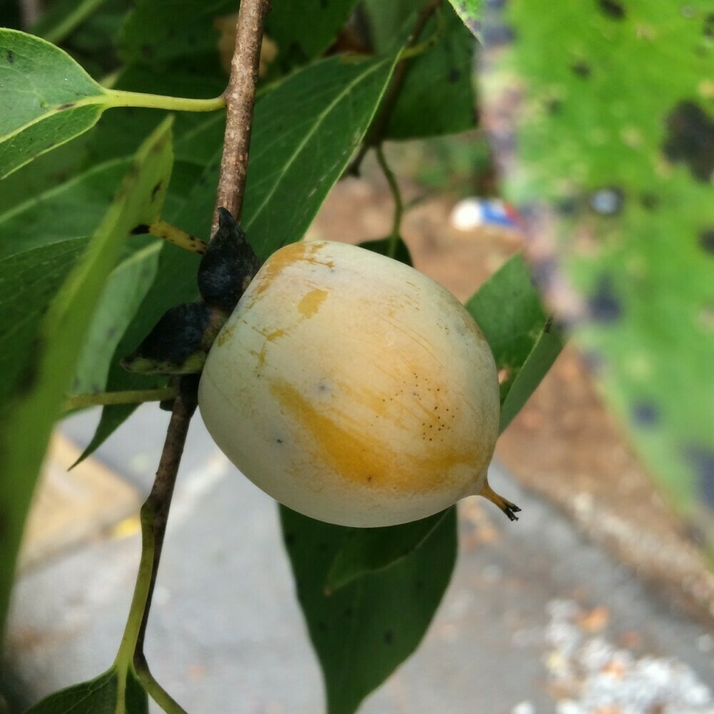 Photo of a persimmon, September 6, 2018