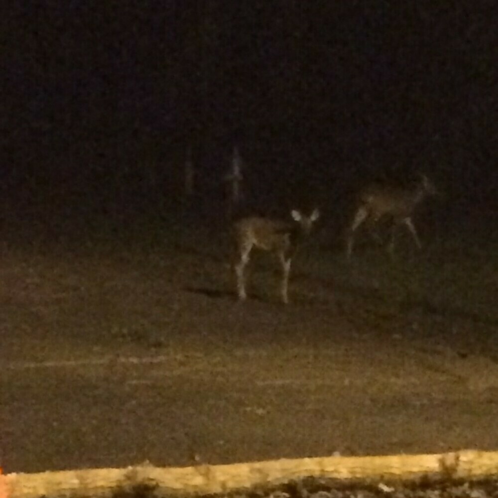 Photo of two young deer crossing the street.