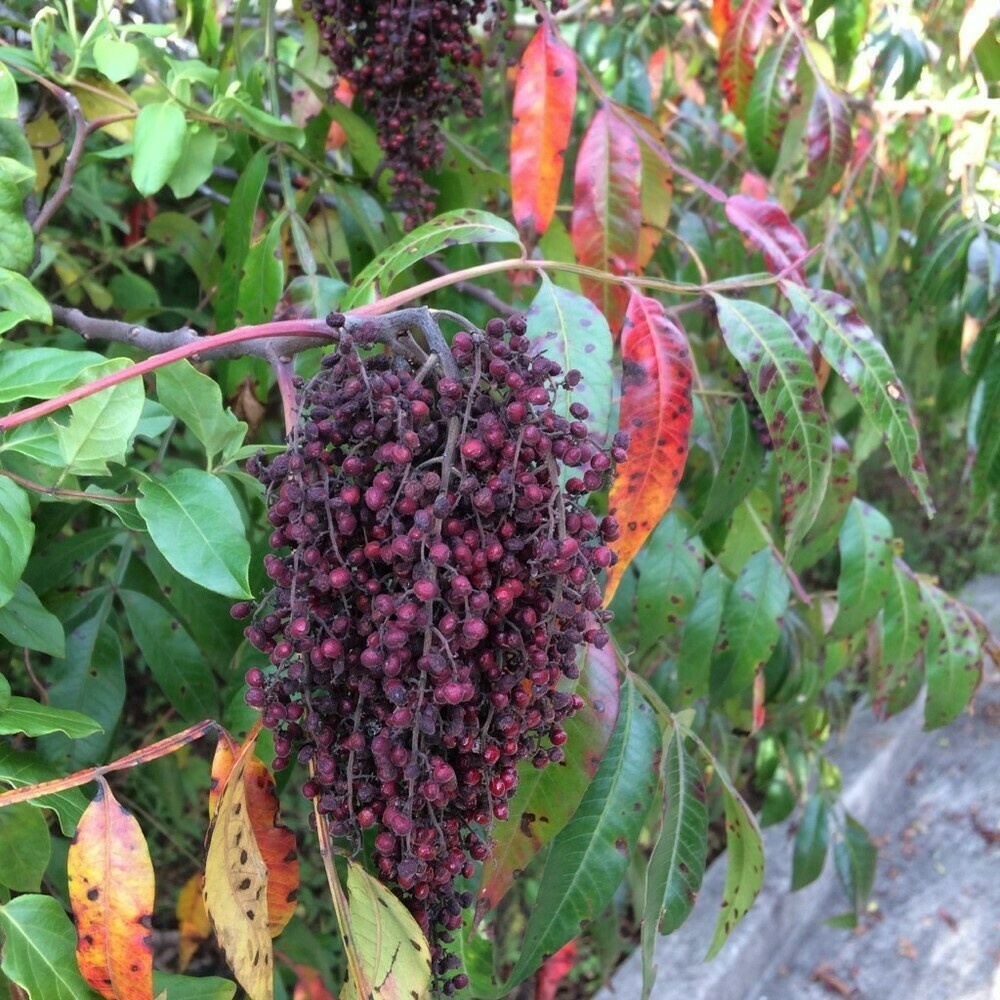 Photo of a bunch of sumac berries, September 10, 2018