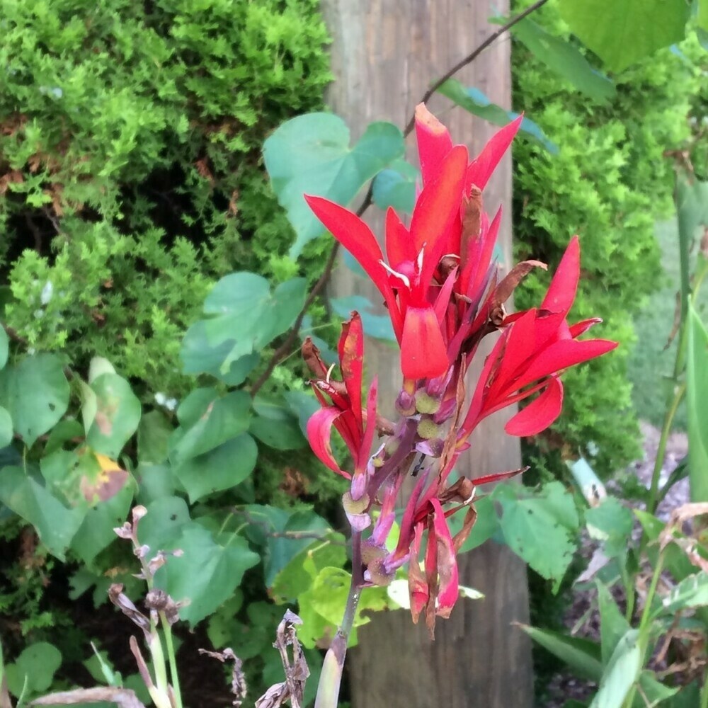 Photo of a red Canna lily blooming, September 6, 2018