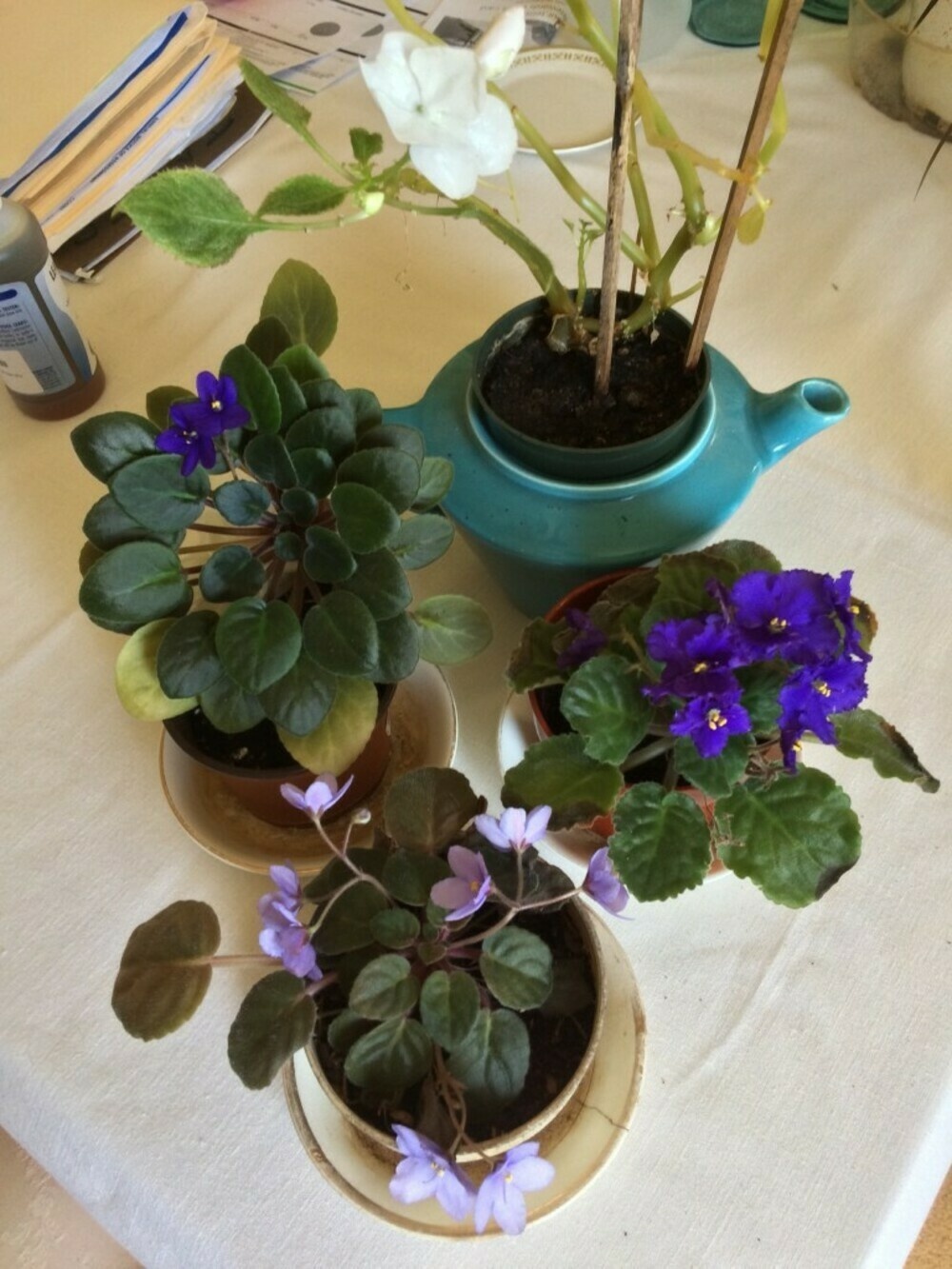 Photo of 3 African violets and a impatiens.
