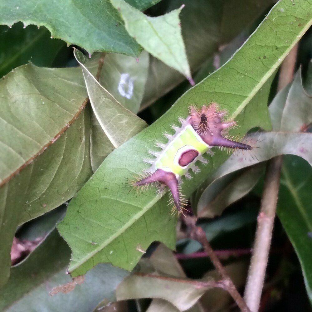 Photo of a saddelback caterpillar on a leaf, September 6, 2018