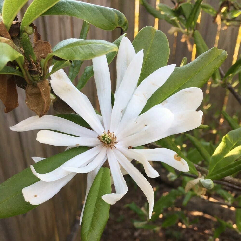 Star magnolia bloom surrounded by green leaves.