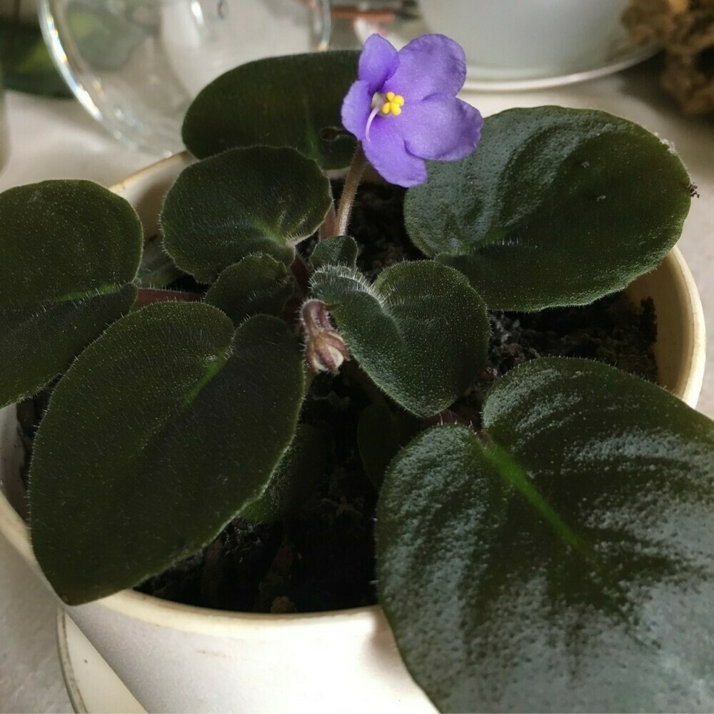 Pale purple African violet flower with yellow center, rising above dark green leaves.