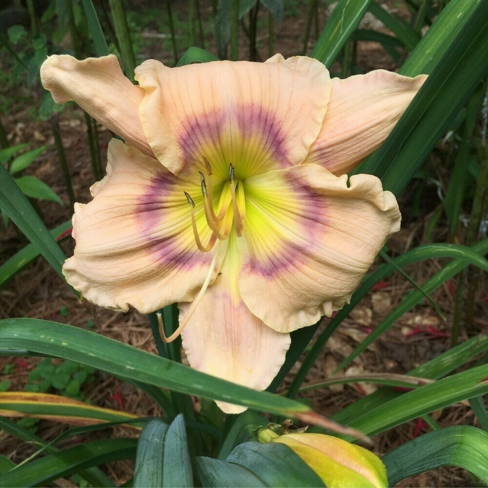 Priscilla’s Rainbow – large pinkish-yellow daylily with reddish-purple rings and yellow center.