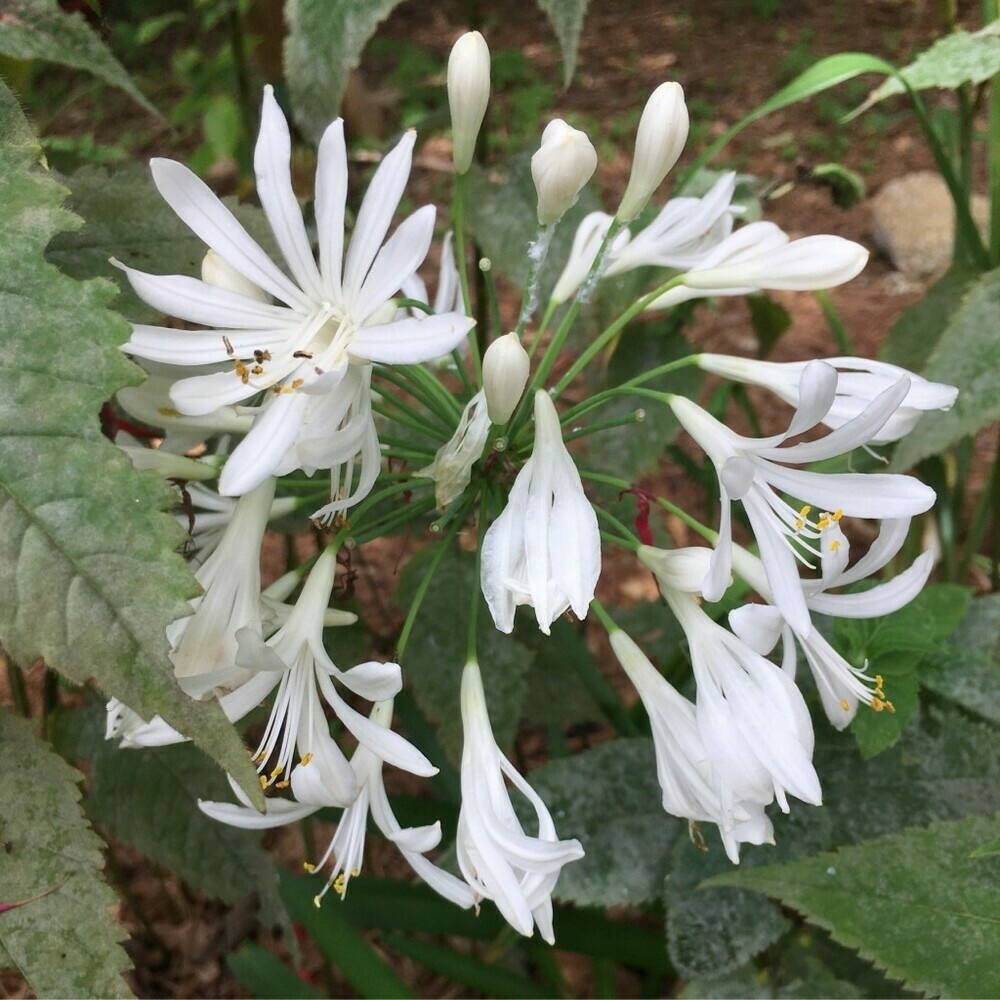 Lilies of the Nile – many small white flowers in a circular pattern.