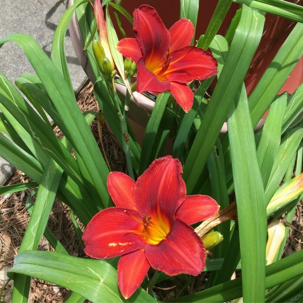 Two red daylilies with yellow centers, among green leaves.