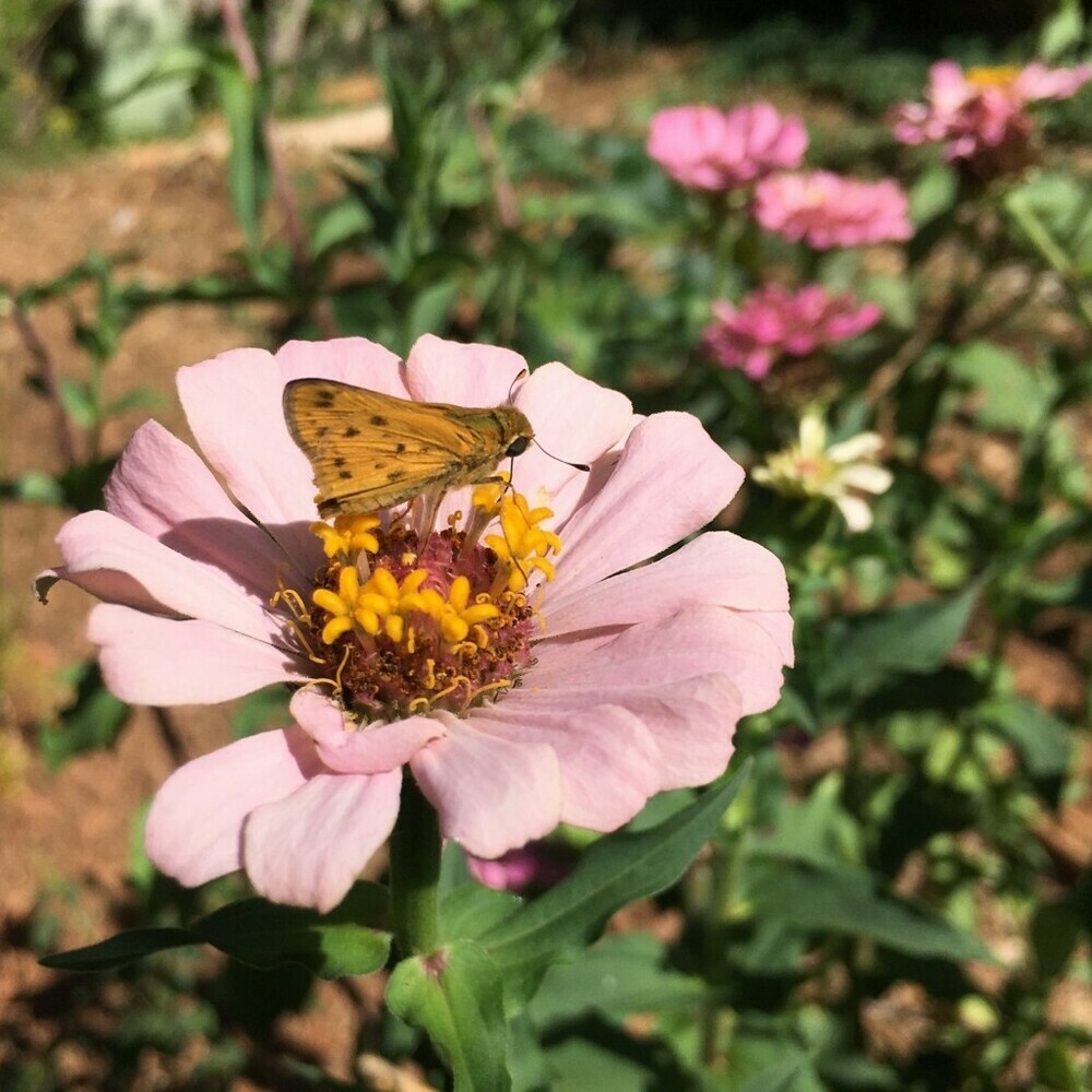 Small yellowish butterfly feeding at a pink zinnia flower.
