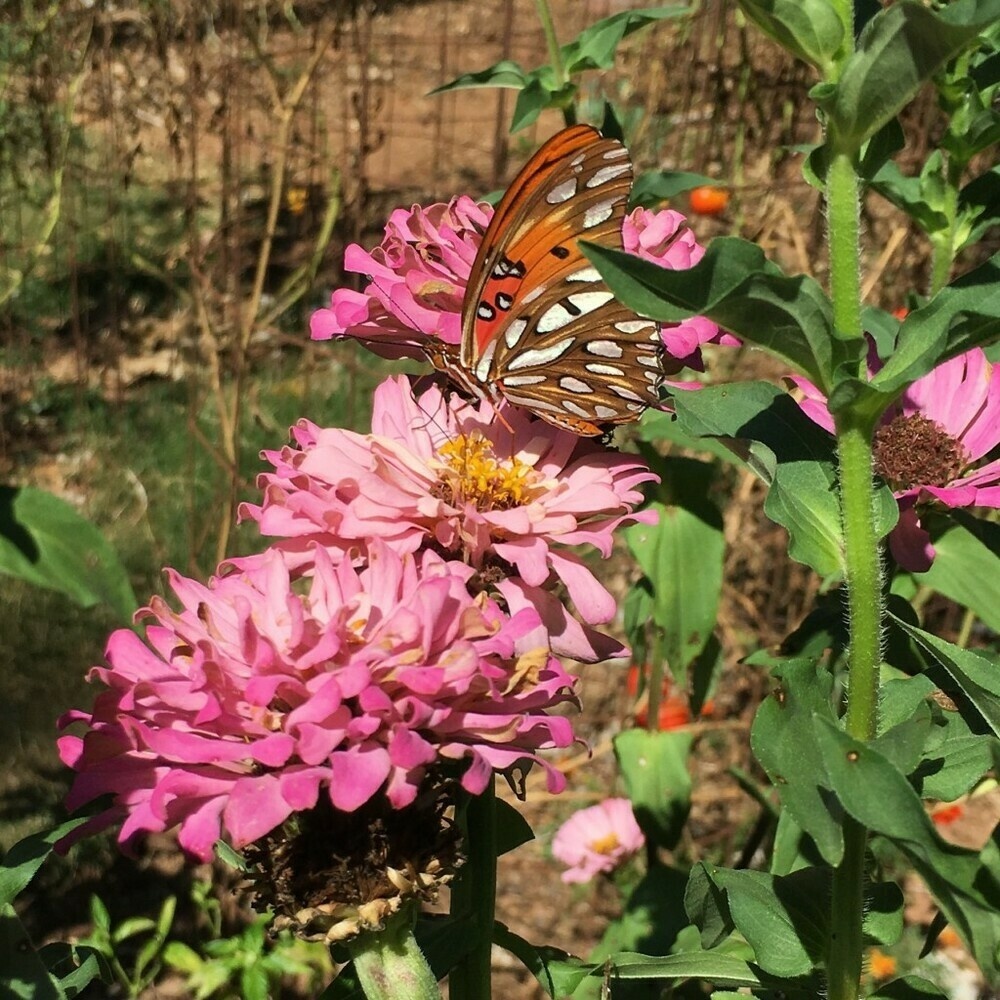 Orange-and-white butterfly among a cluster of pink zinnia flowers.