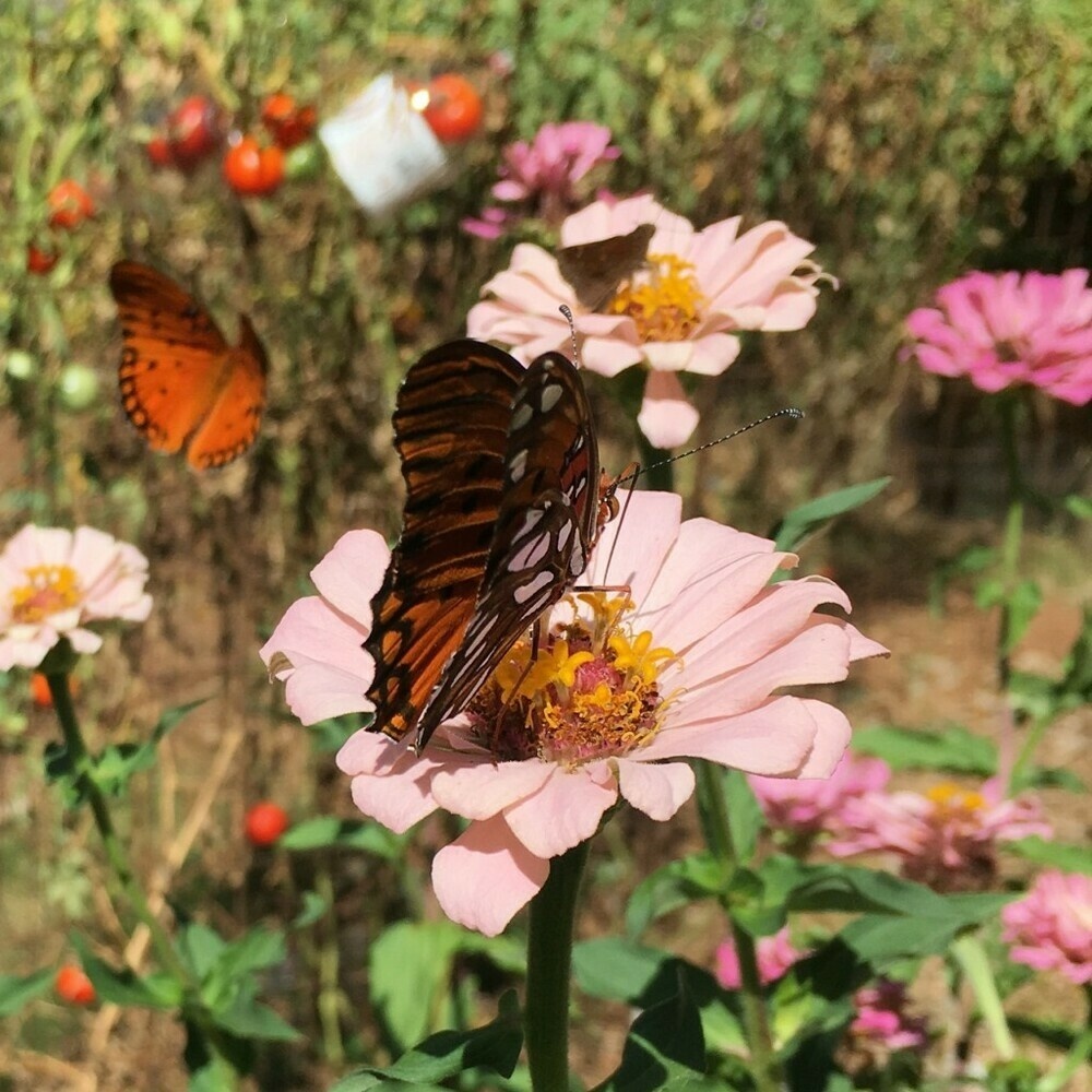 Two orange-and-white butterflies and a small brownish butterfly at pink zinnia flowers.