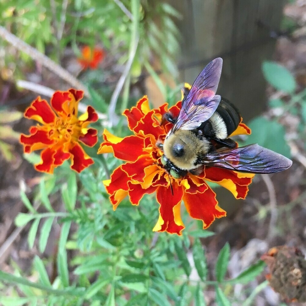 Bumblebee feeding at a red-and-orange marigold flower.