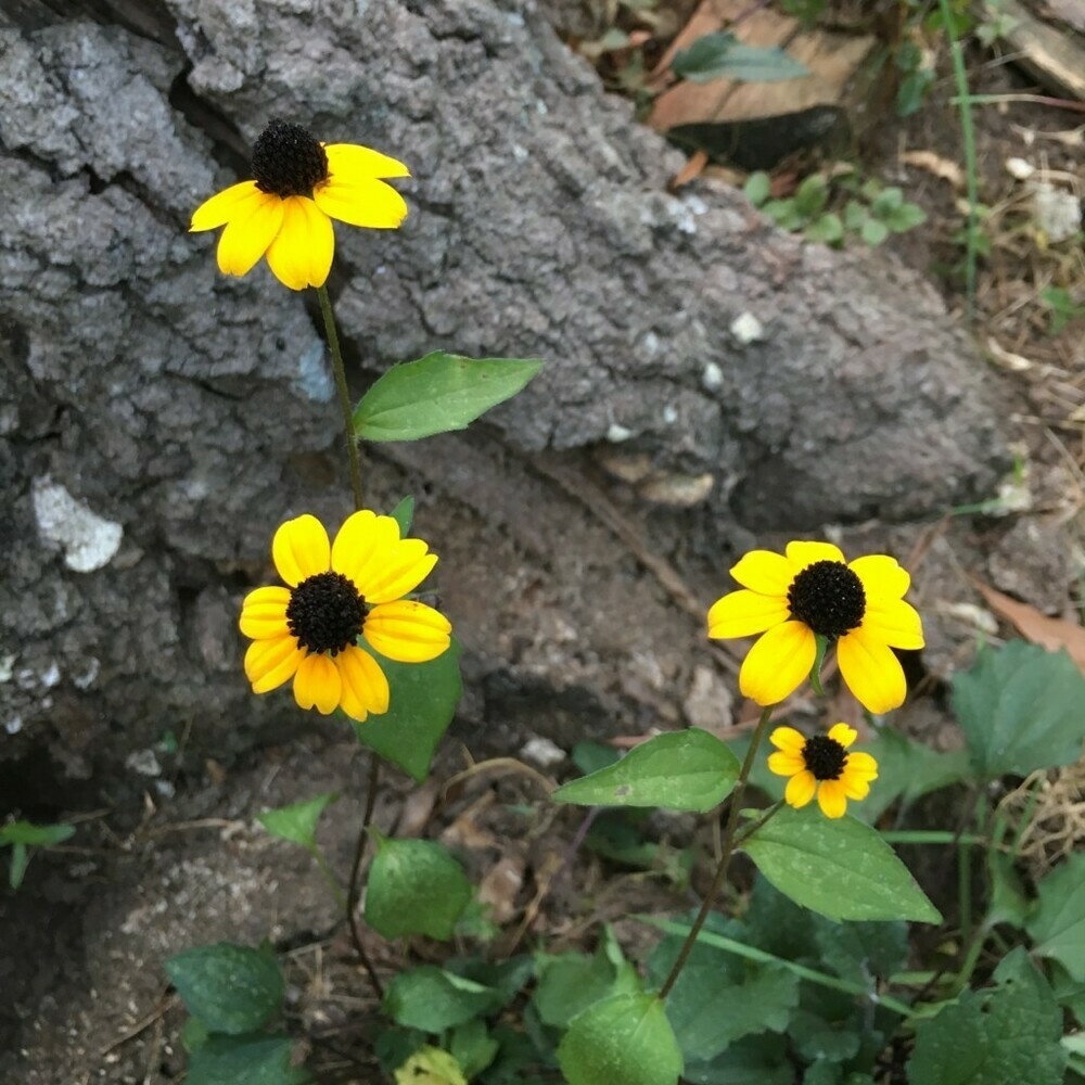 Four brown-eyed Susans growing at the base of a large tree stump.