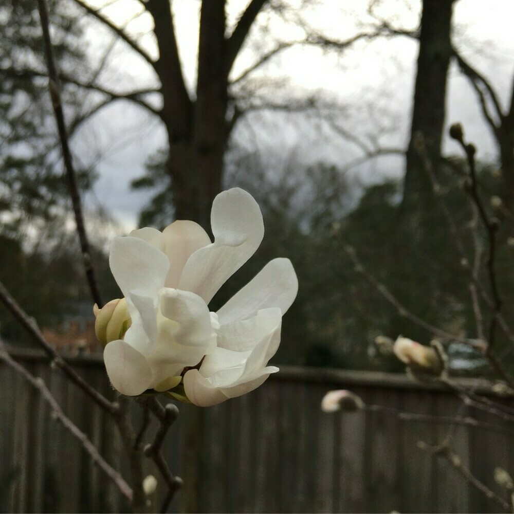 White flower unfurling from its casing.