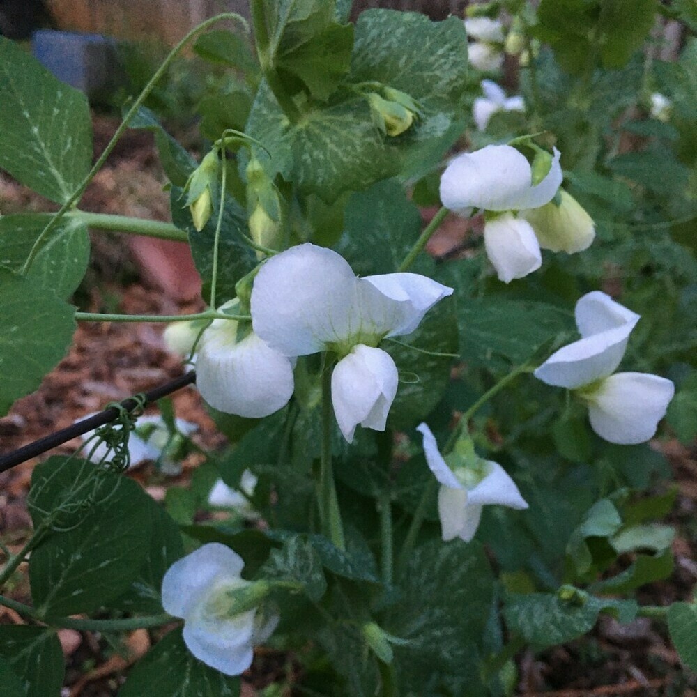 Clusters of white pea flowers among green leaves.