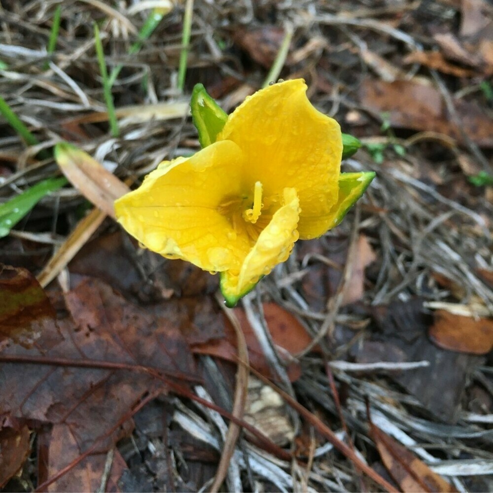 Small yellow flower beginning to open, covered with raindrops.