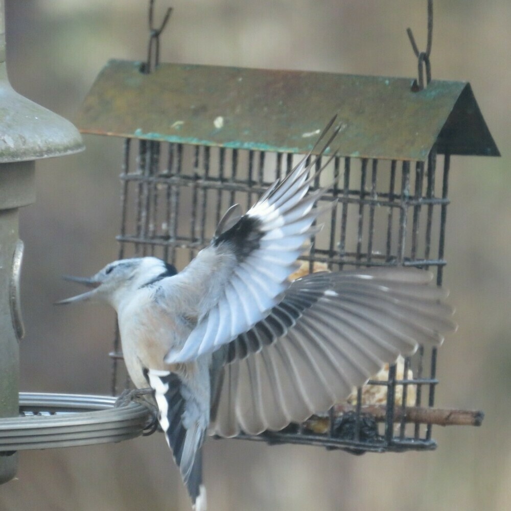 White-breasted nuthatch with beak open and wings extended while perched at the birdfeeder.