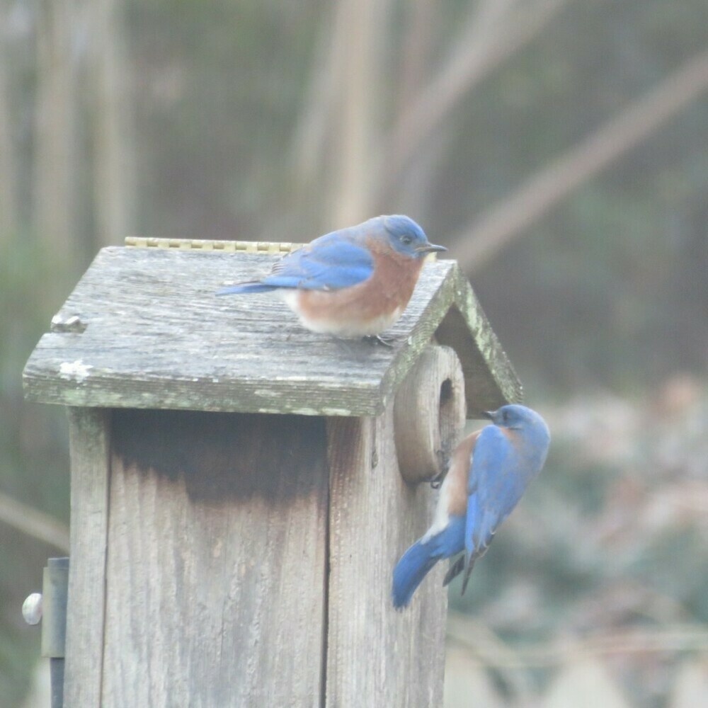 Bluebird on the roof of a birdhouse, and another on the side of the birdhouse.