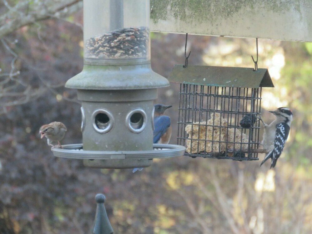 Sparrow with beak open, bluebird, and downy woodpecker at the birdfeeders.