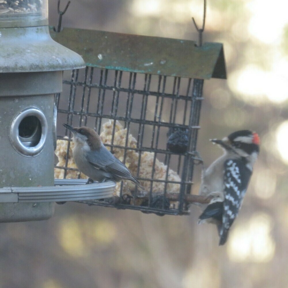 Brown-headed nuthatch and downy woodpecker at the birdfeeders.