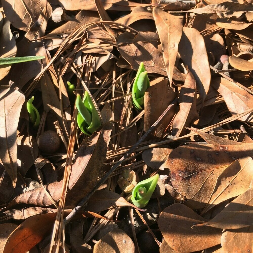 Several pale green tulip leaves poking through the brown leaves.