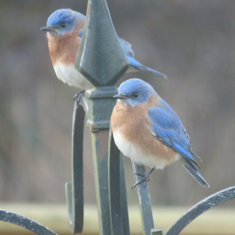 Two male bluebirds sitting on a wrought iron plant hanger.