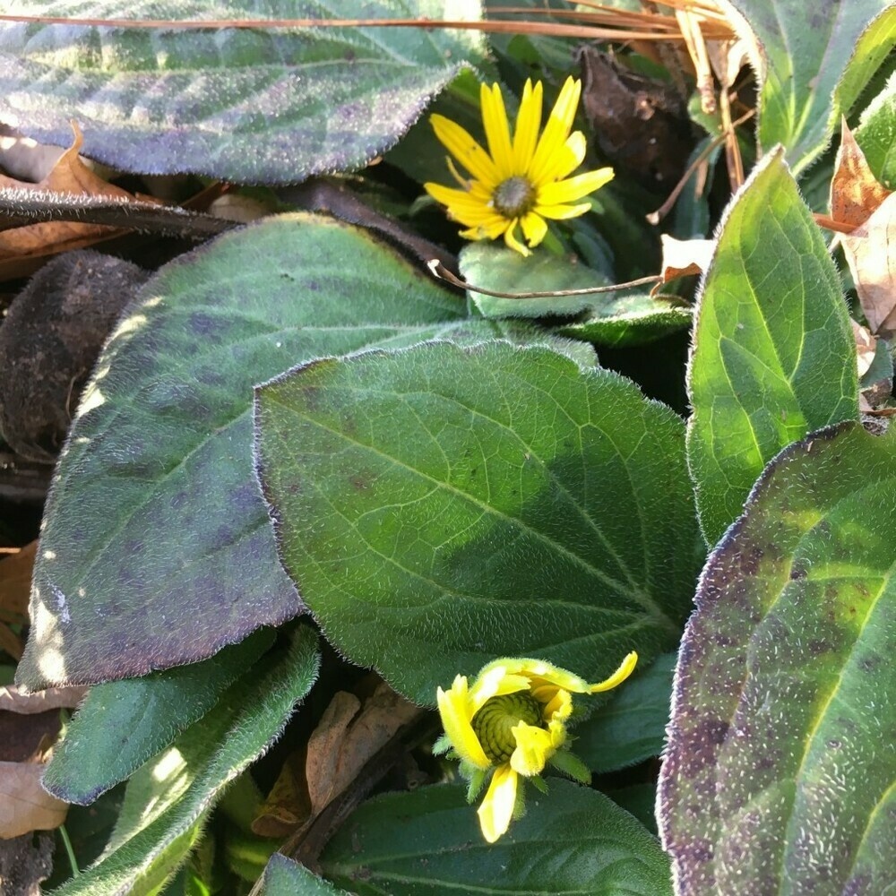 Two black-eyed Susans blooming among large greenish-purple leaves.