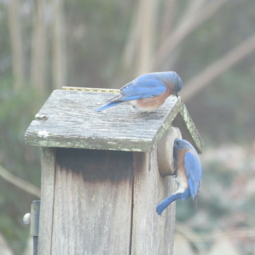 Bluebird on the roof of a birdhouse watching another bluebird stick his head inside the house.