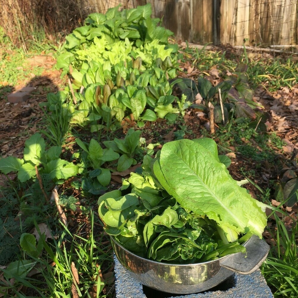 A bowl of freshly-picked lettuce and spinach leaves in front of a patch of lettuce, bathed in sunlight.