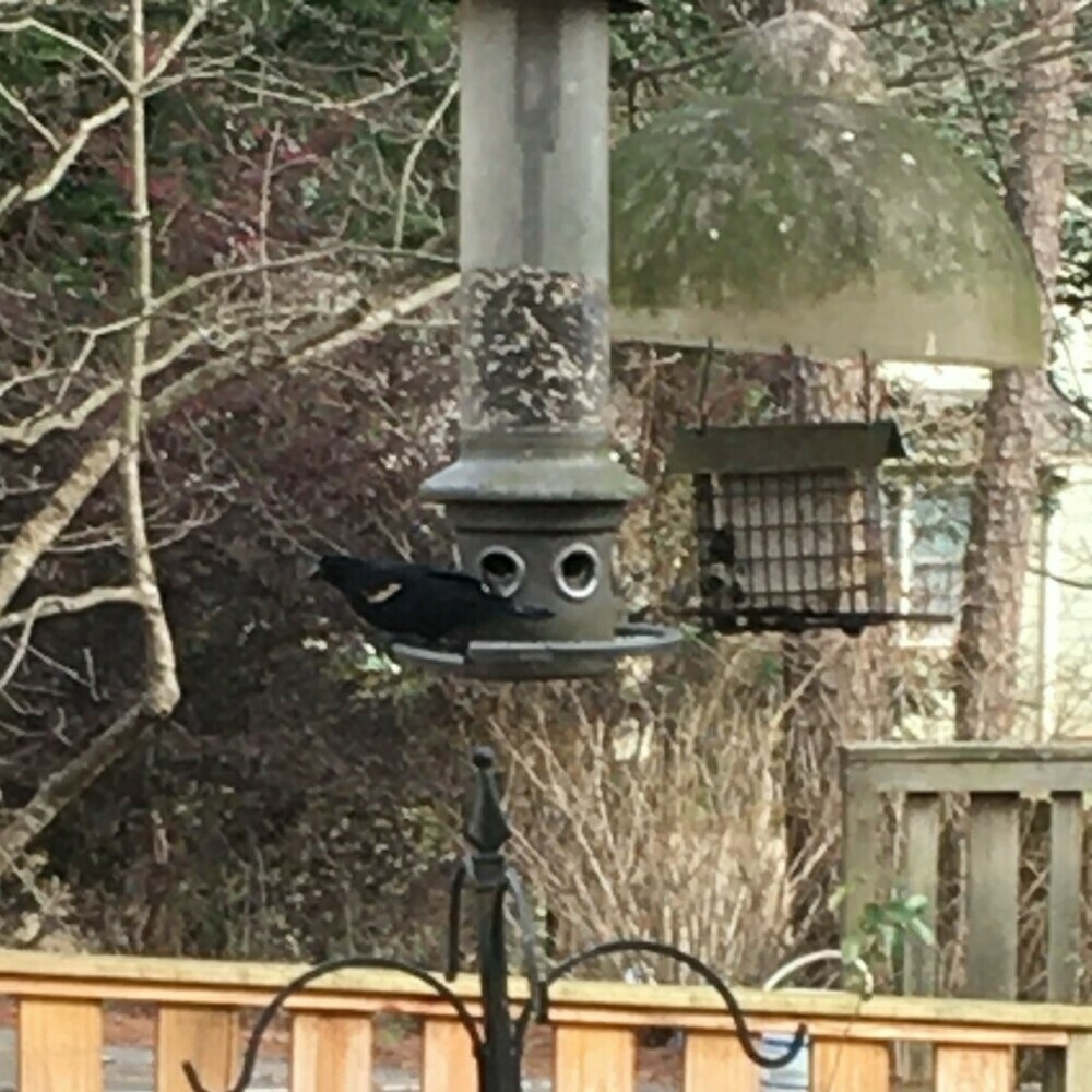 Black bird eating at a a feeder.