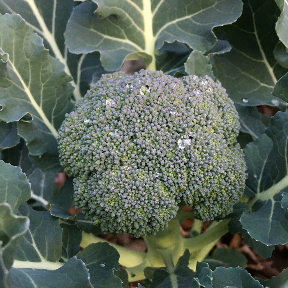 A head of broccoli with drops of water, nestled within leaves.