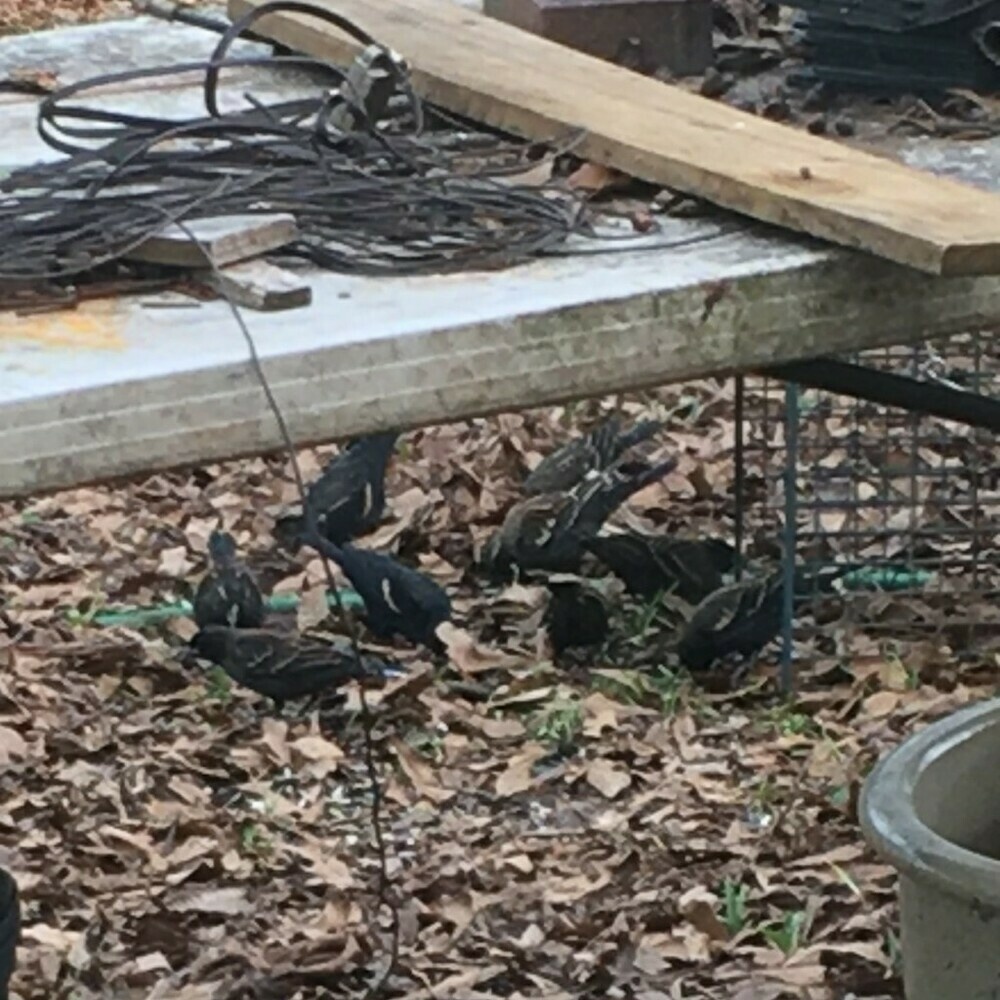 Group of black and brownish birds on the ground foraging.