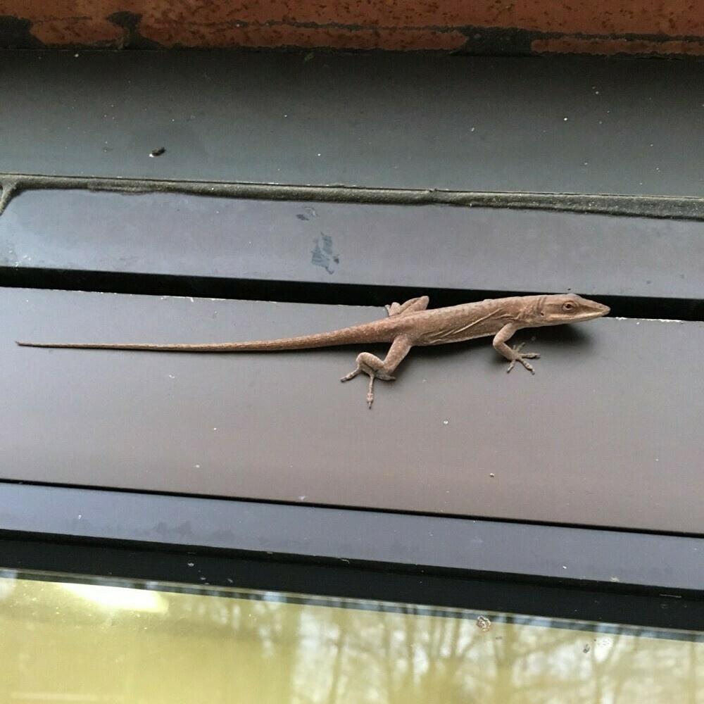 Small brown lizard on a black doorjamb.