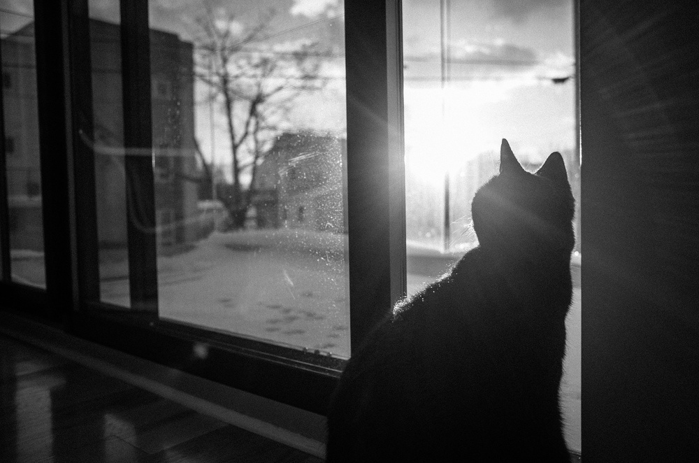 cat + flare