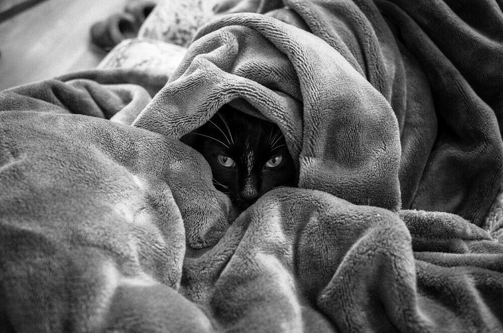 cat in cat hole
