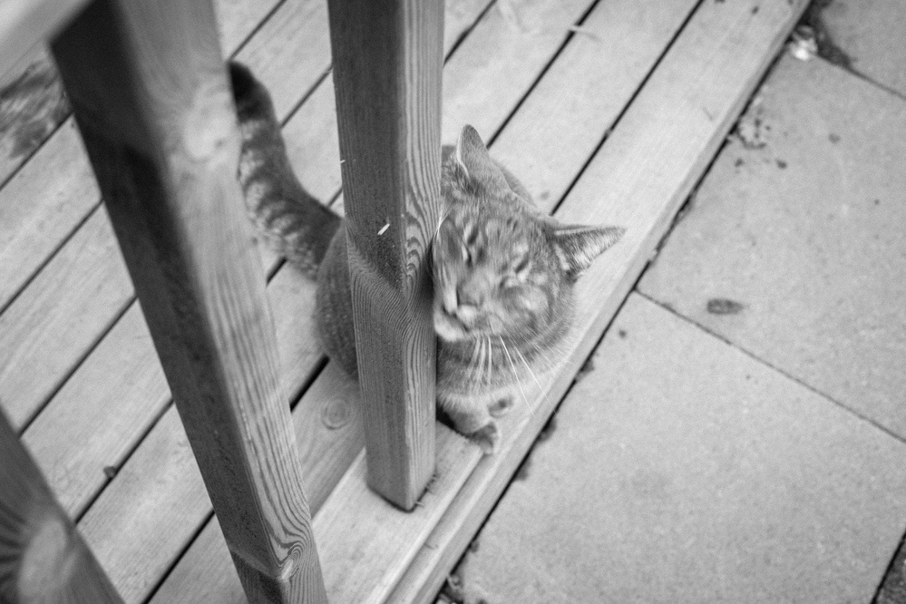 cat