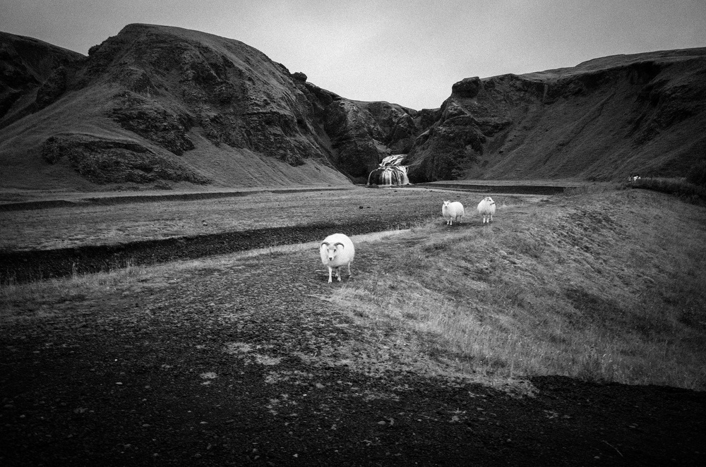 sheeps