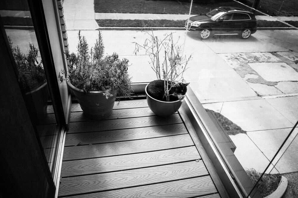 cat plant