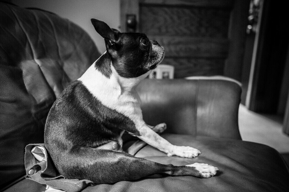 dog
