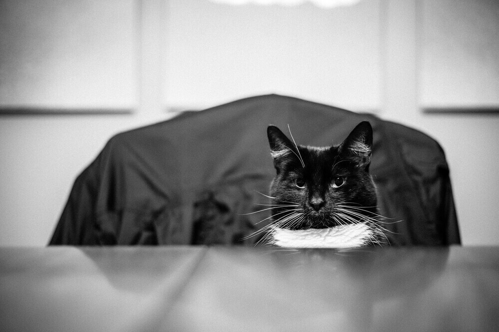 cat at table