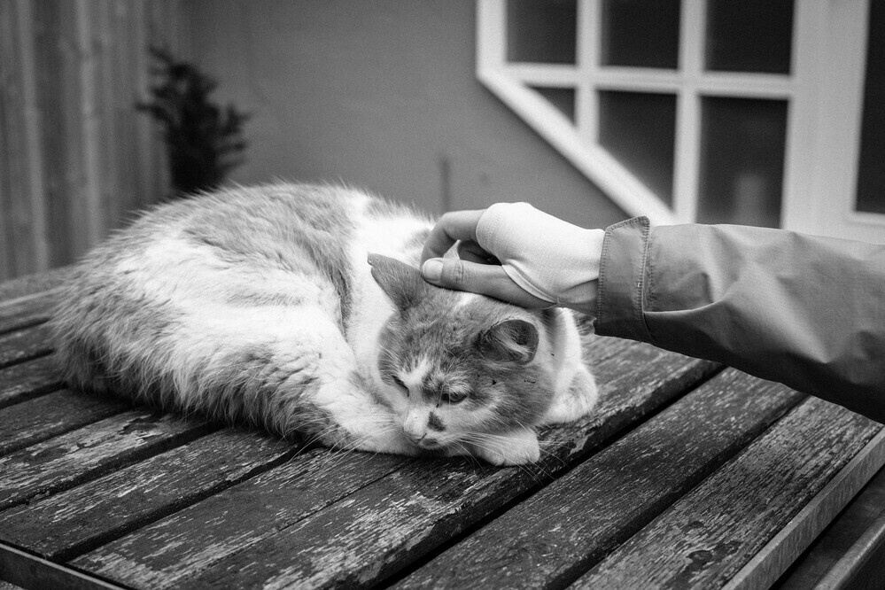 cat
