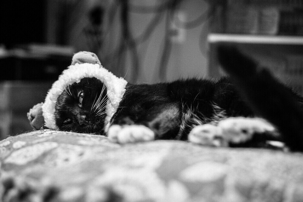 cat hat