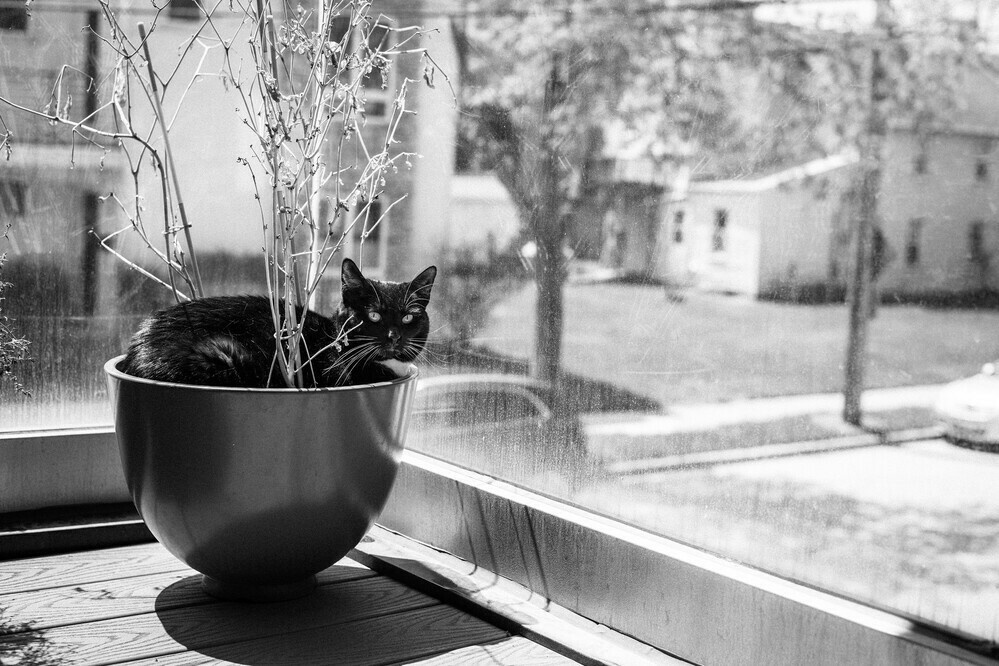 cat plant